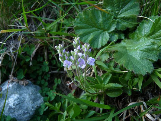 Veronica officinalis / Echter Ehrenpreis