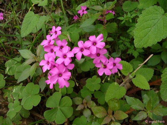 Oxalis articulata / Rosa Sauerklee    (30.04.2016; Italien, Insel Elba)