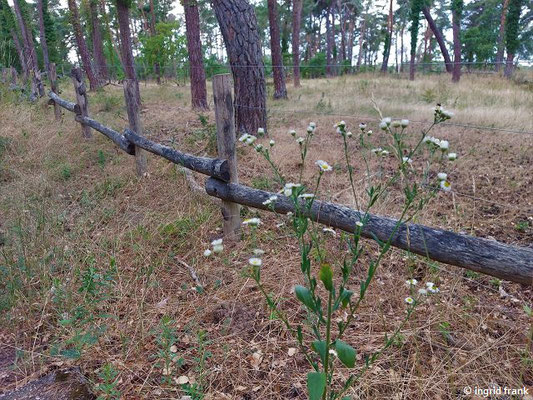 Erigeron annuus / Feinstrahl-Berufkraut