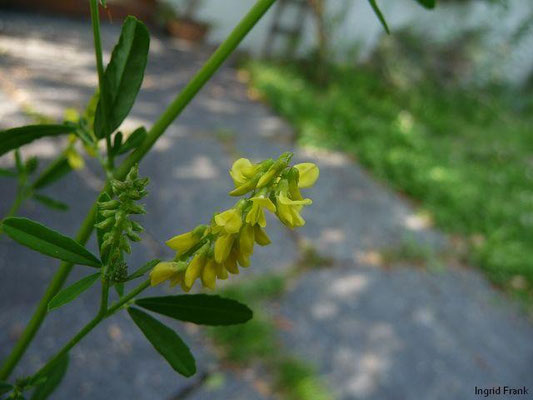 16.07.2011-Melilotus altissimus - Hoher Steinklee