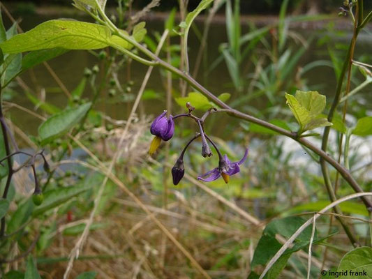 Solanum dulcamara / Bittersüßer Nachtschatten    VI-VIII