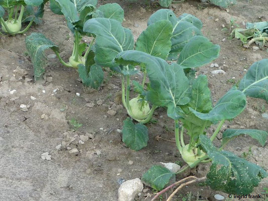 Brassica oleracea - Kohlrabi