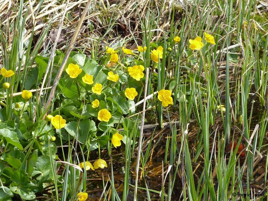 Caltha palustris / Sumpf-Dotterblume   (06.04.2019; Streuwiese beim Metelisweiher)