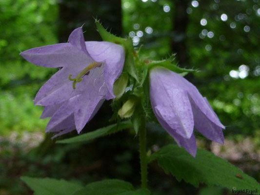 Campanula trachelium / Nesselblättrige Glockenblume    (18.07.2011; Im Seewald nördlich von Friedrichshafen)