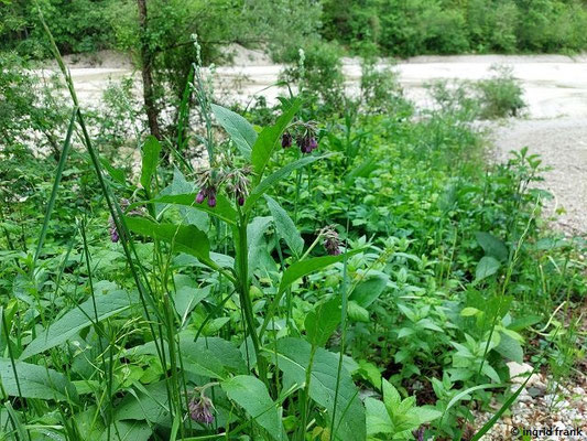 Symphytum officinale / Gewöhnlicher Beinwell (15.05.2026; Trentino, Valsugana)