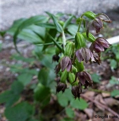 Epipactis atrorubens / Braunrote Ständelwurz