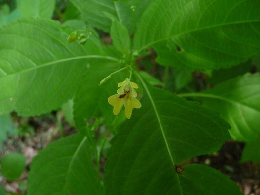 Impatiens parviflora / Kleines Springkraut