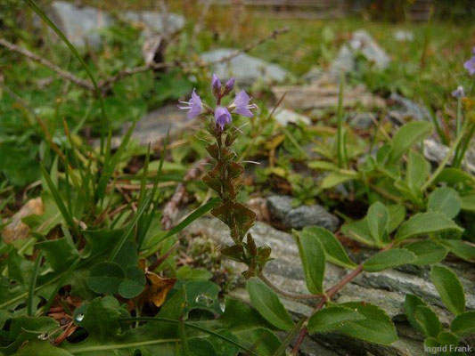 Veronica officinalis / Echter Ehrenpreis, Wald-Ehrenpreis