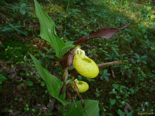 Cypripedium calceolus / Frauenschuh    V-VI