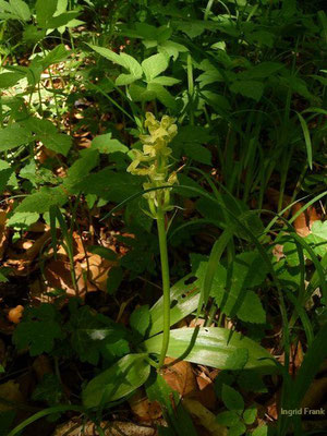 14.05.2013-Orchis pallens - Bleiches Knabenkraut