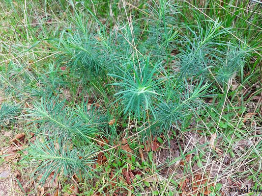 Euphorbia cyparissias / Zypressen-Wolfsmilch    (15.07.2023; NSG Sandauser Düne, Zugmantel-Bandholz)