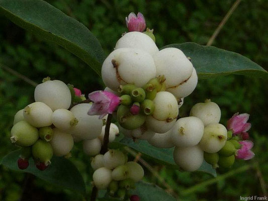 Symphoricarpus spec. (15 Arten)