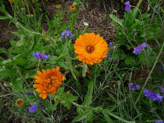 Calendula officinalis - Gewöhnliche Ringelblume