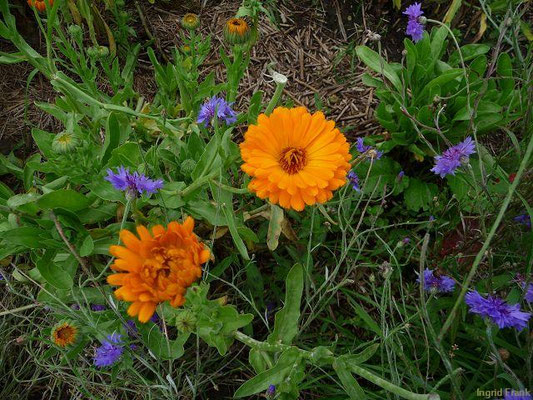 Calendula officinalis - Gewöhnliche Ringelblume