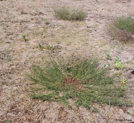 Artemisia campestris / Feld-Beifuß