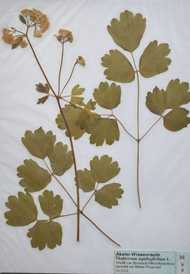 Thalictrum aquilegiifolium / Akeleiblättrige Wiesenraute  (04/2008; nördlich von Breisach) (Herbarium Dr. Wolf von Thun)