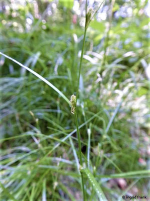 Carex remota / Winkel-Segge  (02.06.2020; Mariathaler Wäldle)