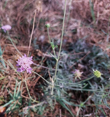 Sixalix atropurpurea / Schwarzrote Skabiose  (28.08.2024; Italien, Ostia Antica)
