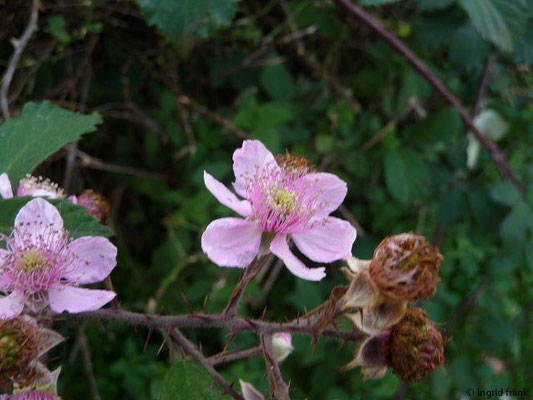 Rubus armeniacus / Armenische Brombeere    (27.10.2014; Insel Borkum)