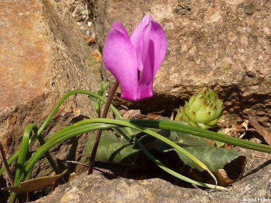 Cyclamen purpurascens - Wildes Alpenveilchen