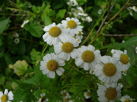 Tanacetum parthenium / Mutterkraut    VI-VIII