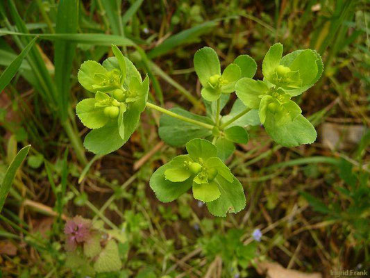 Euphorbia helioscopia / Sonnenwend-Wolfsmilch    VI-IX