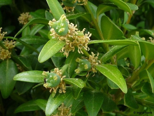 Buxus sempervirens / Buchsbaum    III-IV