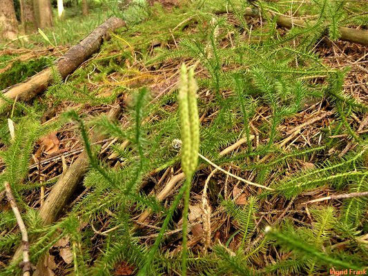 Lycopodium clavatum - Keulen-Bärlapp