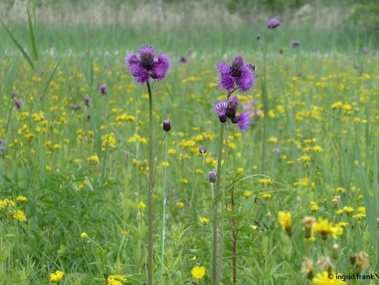 Cirsium rivulare / Bach-Kratzdistel    V-VI