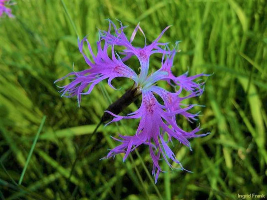 Dianthus spec. (300 Arten)