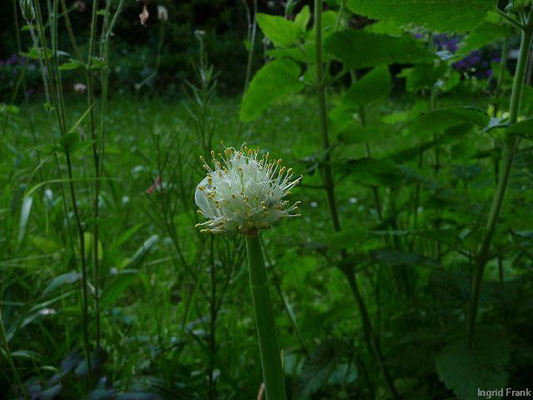 Allium fistulosum / Winterzwiebel