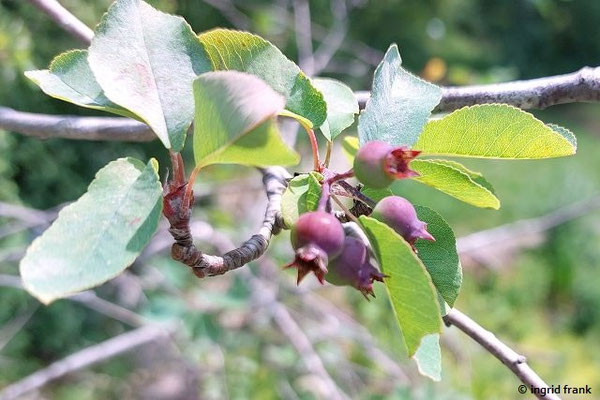 16.06.2025: Amelanachier ovalis / Echte Felsenbirne