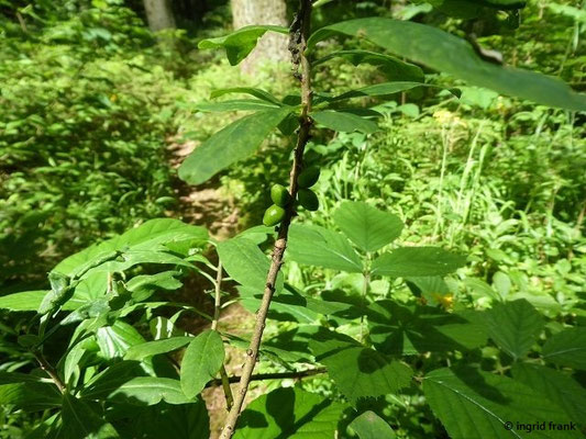 Daphne mezereum / Gewöhnlicher Seidelbast   (27.06.2023; Warmtal)