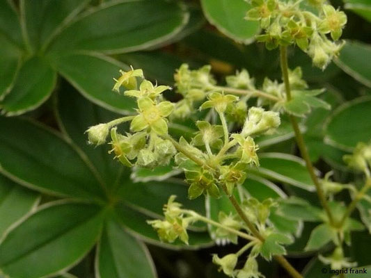 Alchemilla alpina - Alpen-Frauenmantel (Botanischer Garten Universität Heidelberg)
