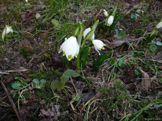 09.02.2011-Leucojum vernum - Märzenbecher, Frühlings-Knotenblume