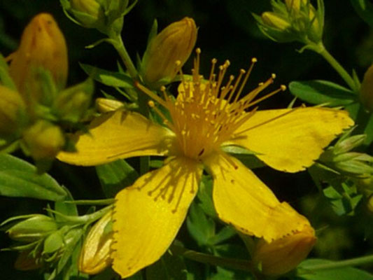 Hypericum perforatum / Tüpfel-Johanniskraut