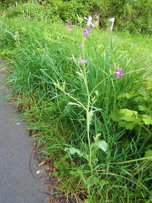 26.04.2022 - An der Bergstraße bei Leimen