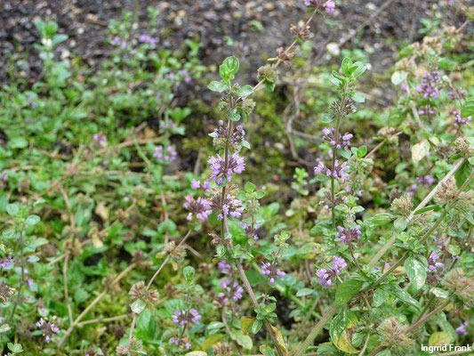 Mentha pulegium / Polei-Minze  (Apothekergarten Leipzig)