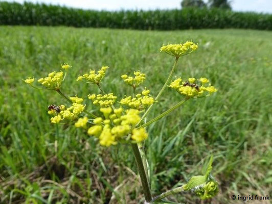 Pastinaca spec. (14 Arten)