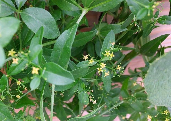 Rubia spec. (50-60 Arten)(04.08.2024; Landesgartenschau Wangen im Allgäu)