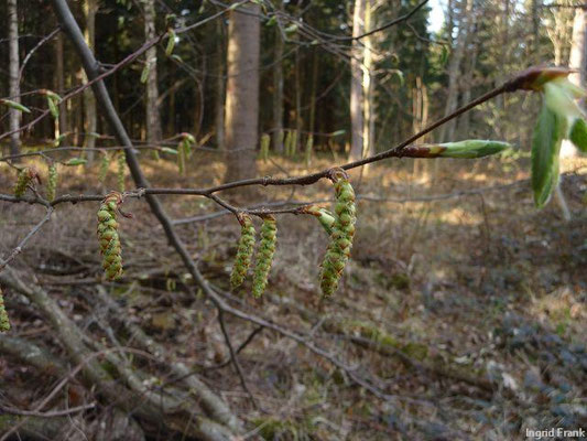 Carpinus betulus / Hainbuche