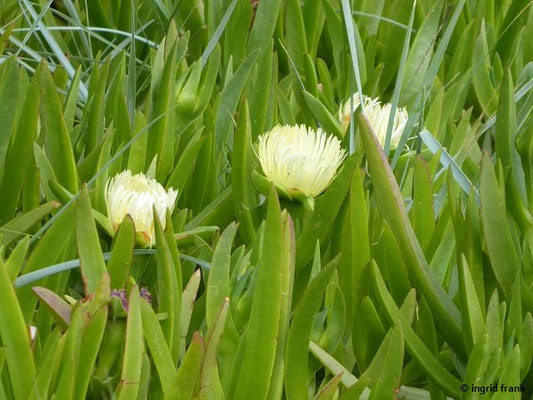 Carpobrotus edulis / Gelbe Mittagsblume   (03.05.2019; Italien, Toskana, am Strand bei San Vincenzo)