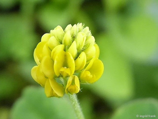 Platz 22: Hopfen-Schneckenklee / Medicago lupulina  (nachgewiesen in 1134 der 1161 Kartierquadranten)