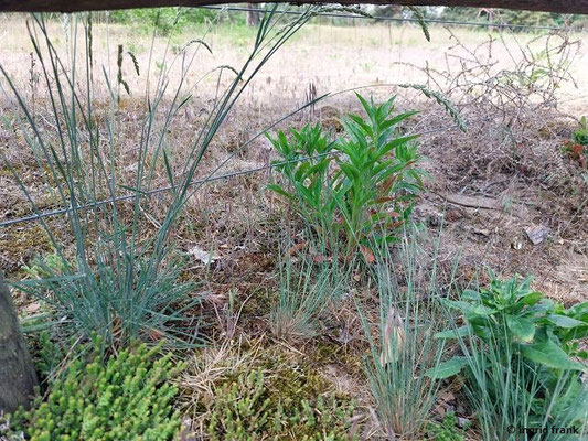 Koeleria glauca / Blaugrünes Schillergras V-VII