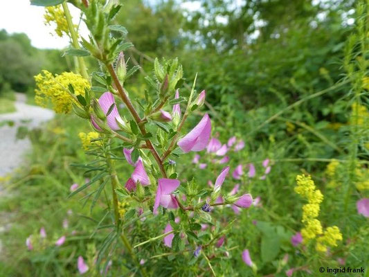 Ononis spinosa / Dornige Hauhechel