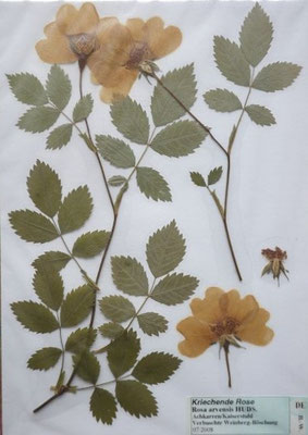 Rosa arvensis / Kriechende Rose    VI-VII     (Herbarium Dr. Wolf von Thun)