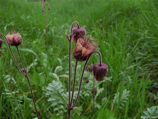 Geum rivale / Bach-Nelkwurz