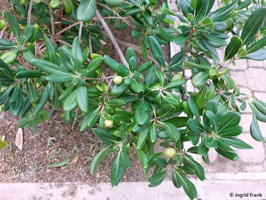 Pittosporum tobira - Chinesischer Pechsamenstrauch, Klebsame