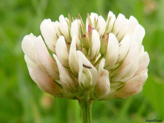 Trifolium repens ssp. repens / Gewöhnlicher Weiß-Klee