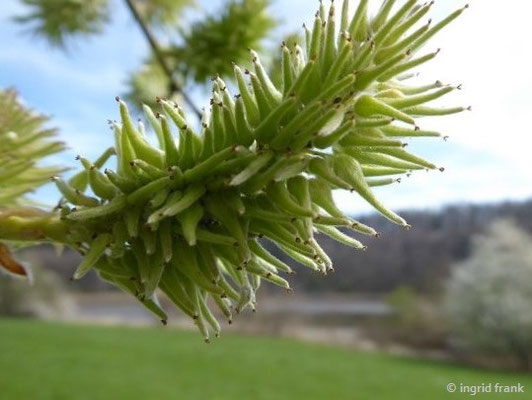 Sal-Weide, Palm-Weide / Salix caprea